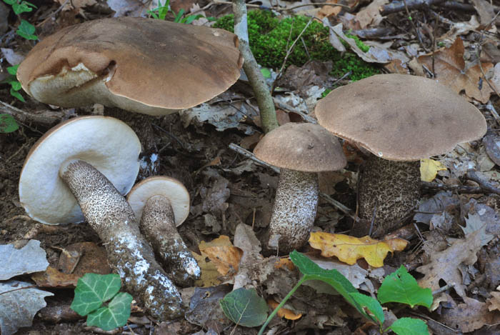 Un leccinum particolare
